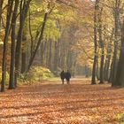 Herbstspaziergang