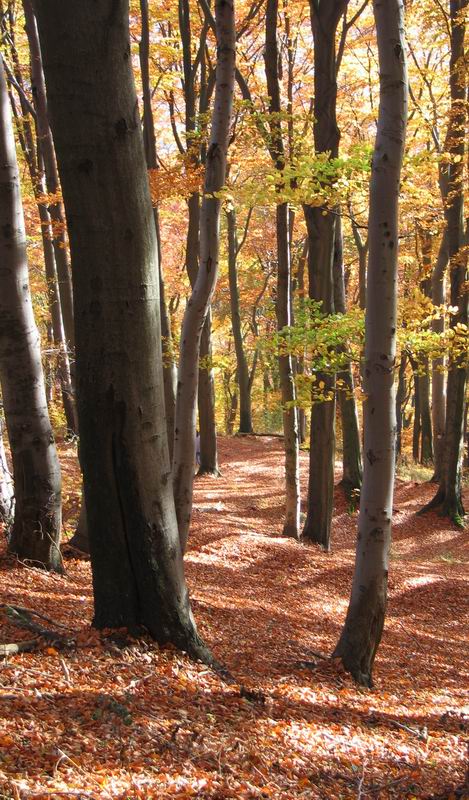 Herbstspaziergang