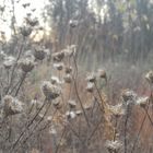 Herbstspaziergang