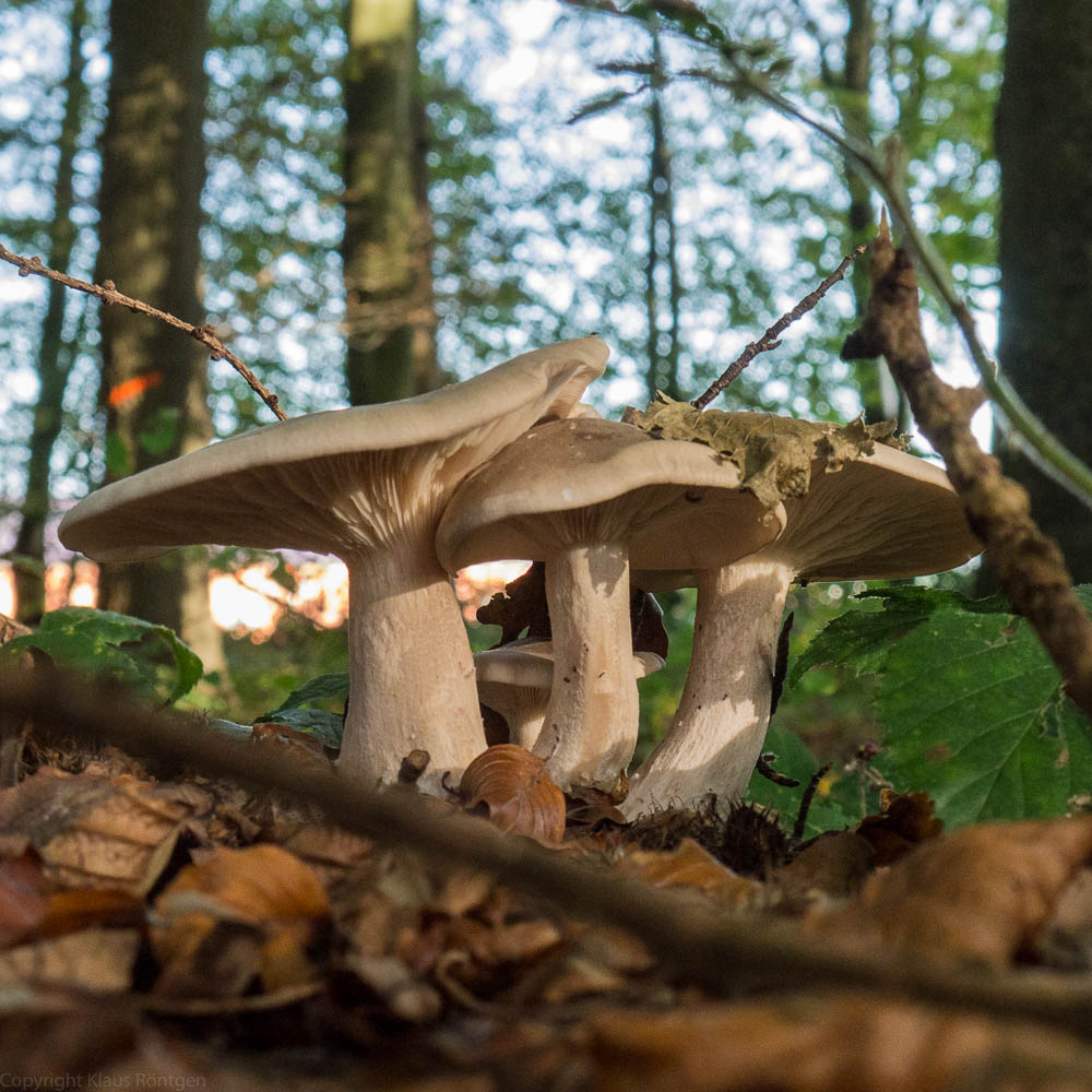 Herbstspaziergang