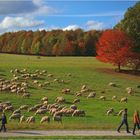 Herbstspaziergang...