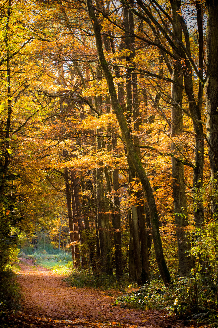 Herbstspaziergang