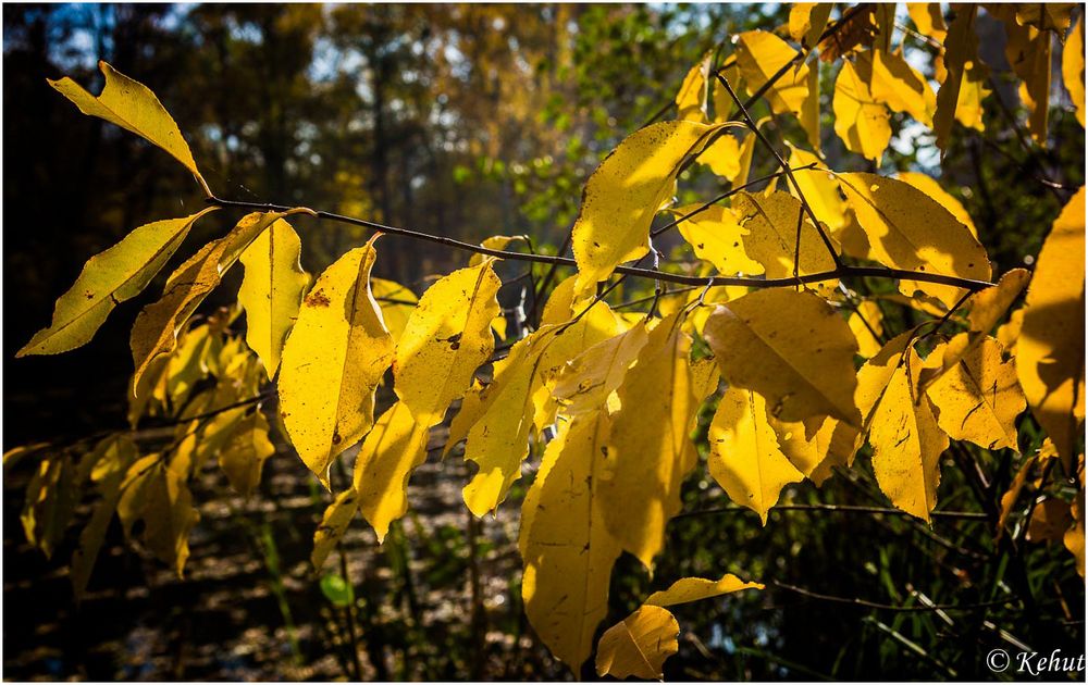 Herbstspaziergang (6) Angestrahlt ...