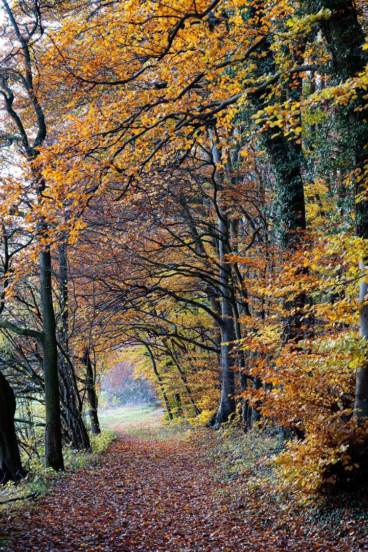 Herbstspaziergang