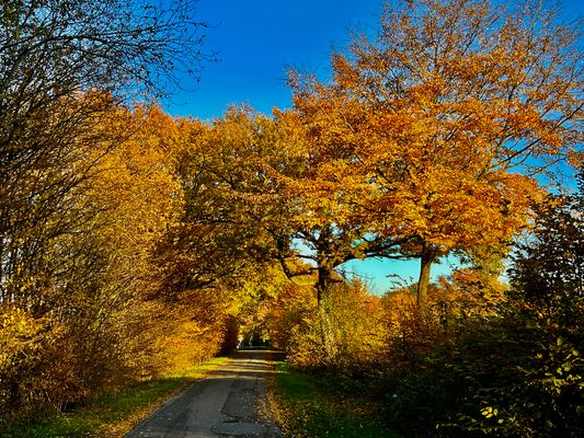 Herbstspaziergang 6.11.2025 2