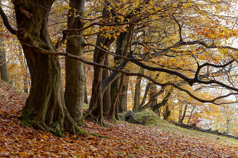 Herbstspaziergang