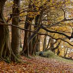 Herbstspaziergang