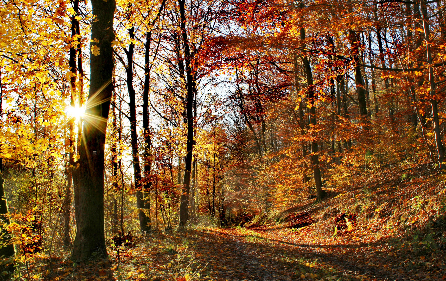 Herbstspaziergang Foto & Bild | landschaft, jahreszeiten, herbst Bilder ...