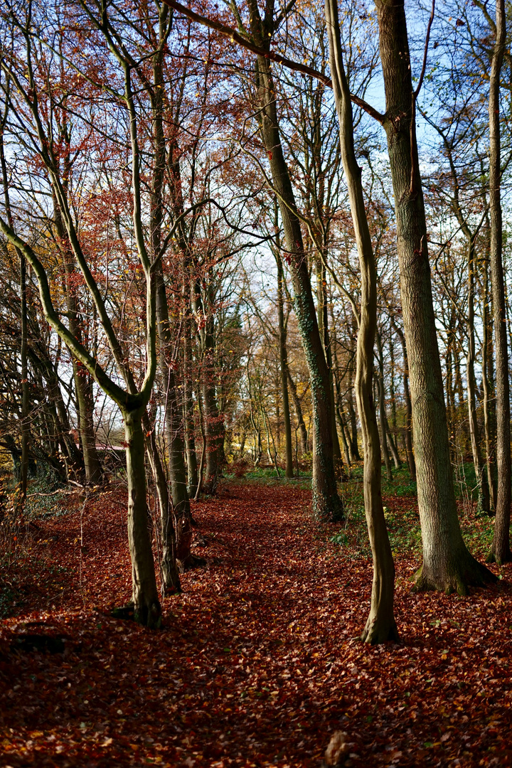 Herbstspaziergang