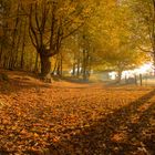 Herbstspaziergang