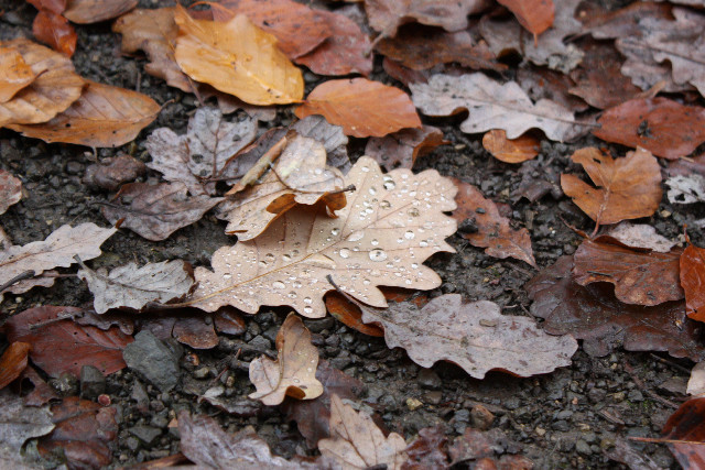 Herbstspaziergang