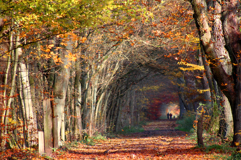 Herbstspaziergang