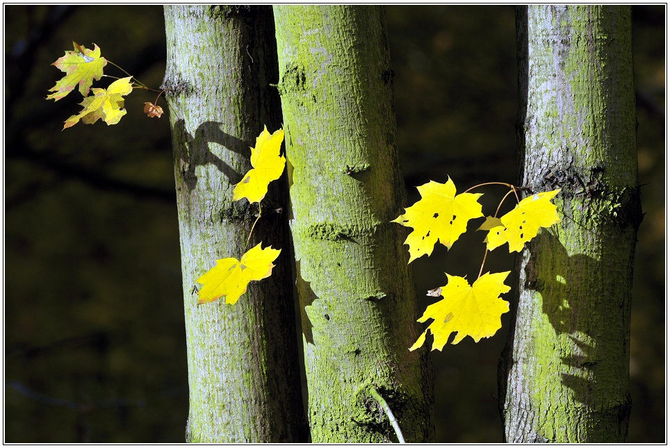 Herbstspaziergang # 7