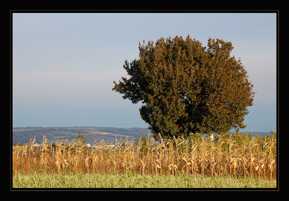 Herbstspaziergang *7*