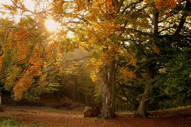 Herbstspaziergang