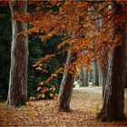 Herbstspaziergang