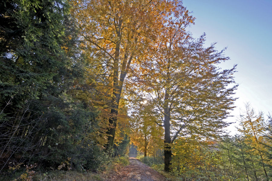 Herbstspaziergang