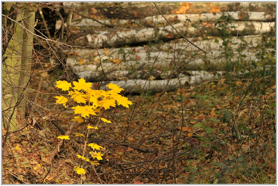 Herbstspaziergang # 8