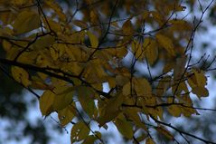 Herbstspaziergang