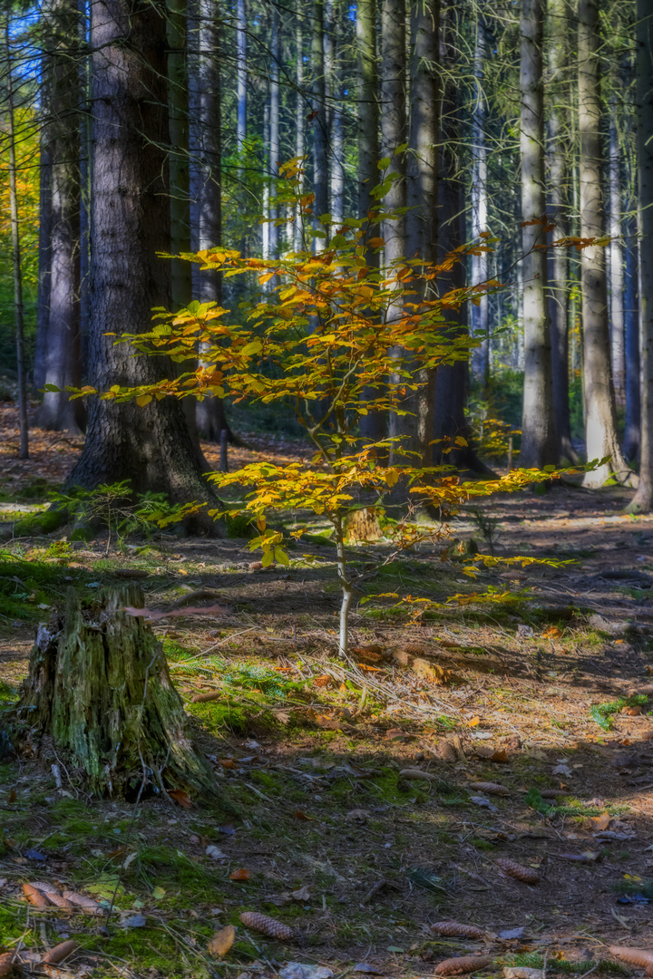 Herbstspaziergang