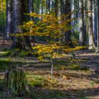 Herbstspaziergang