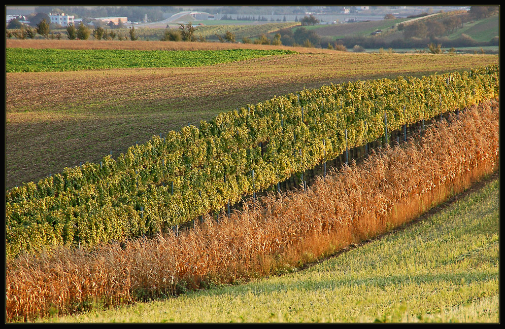 Herbstspaziergang *9*