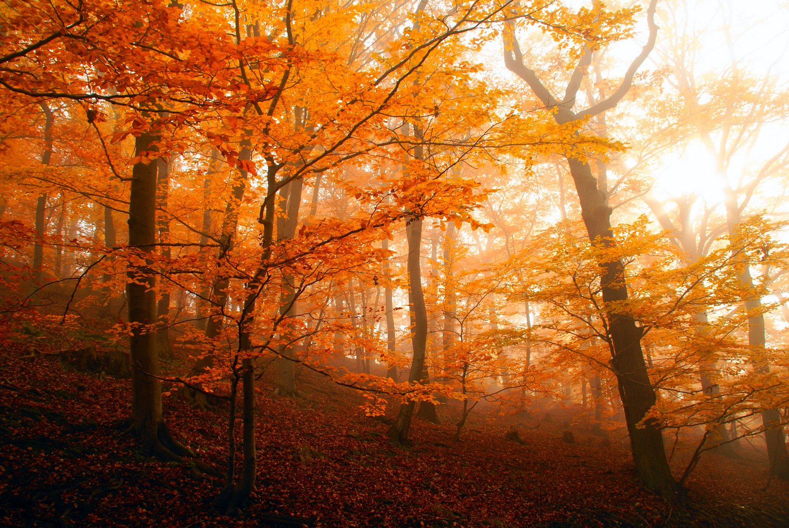 Herbstspaziergang