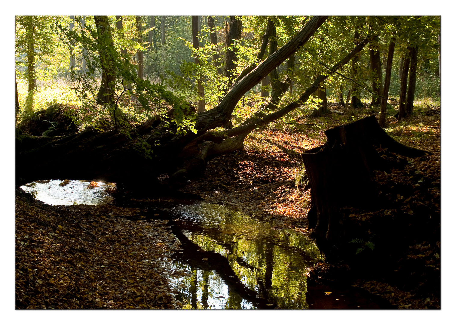 Herbstspaziergang