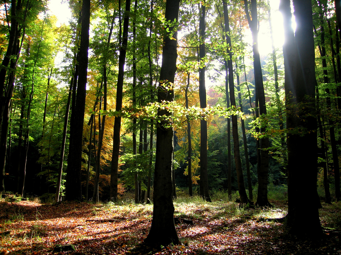 Herbstspaziergang