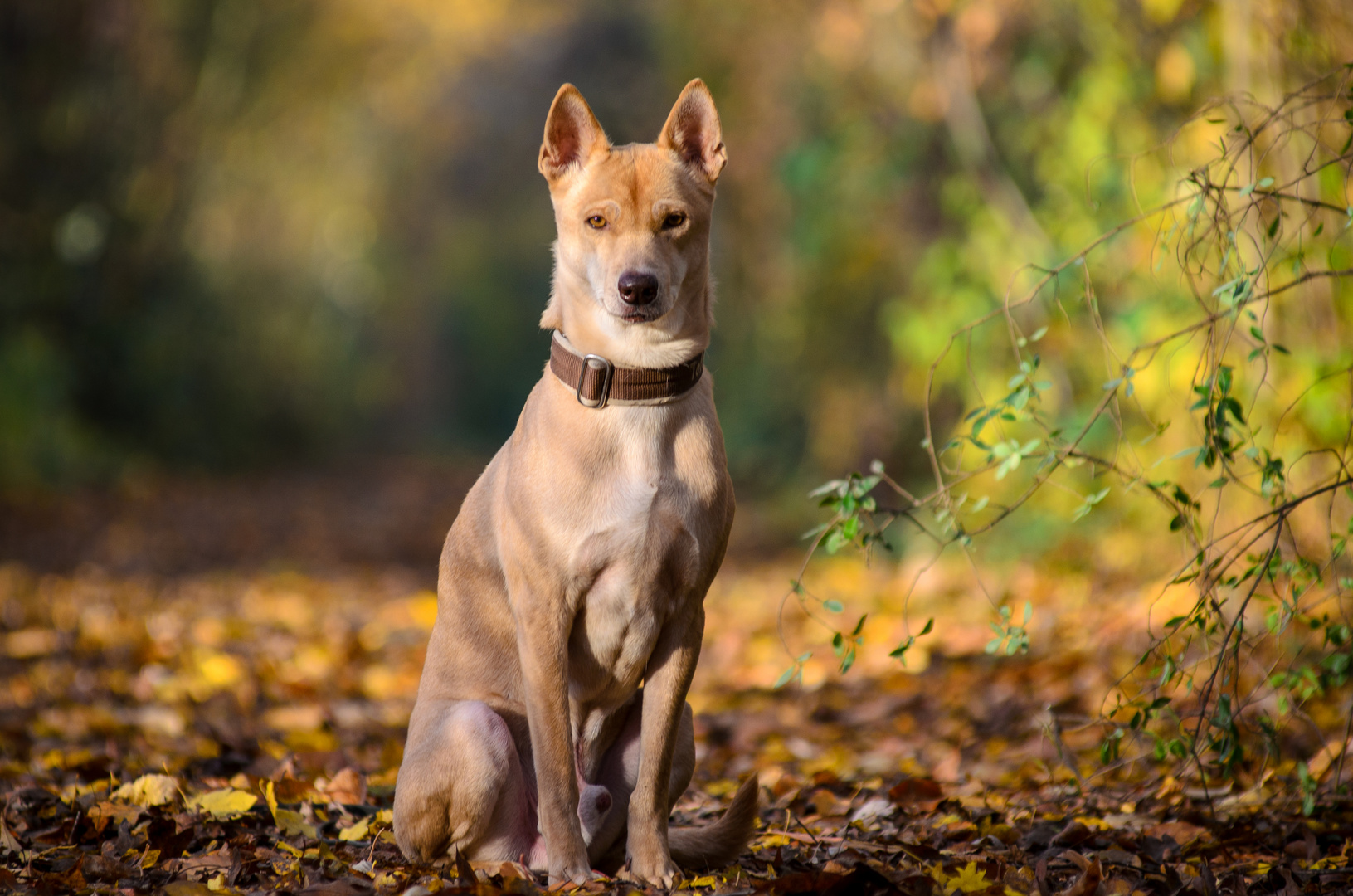 Herbstspaziergang