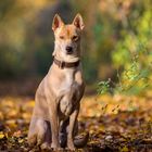 Herbstspaziergang