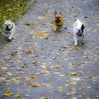 Herbstspaziergang