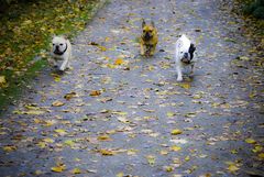 Herbstspaziergang