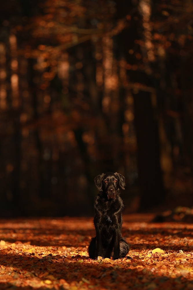 Herbstspaziergang