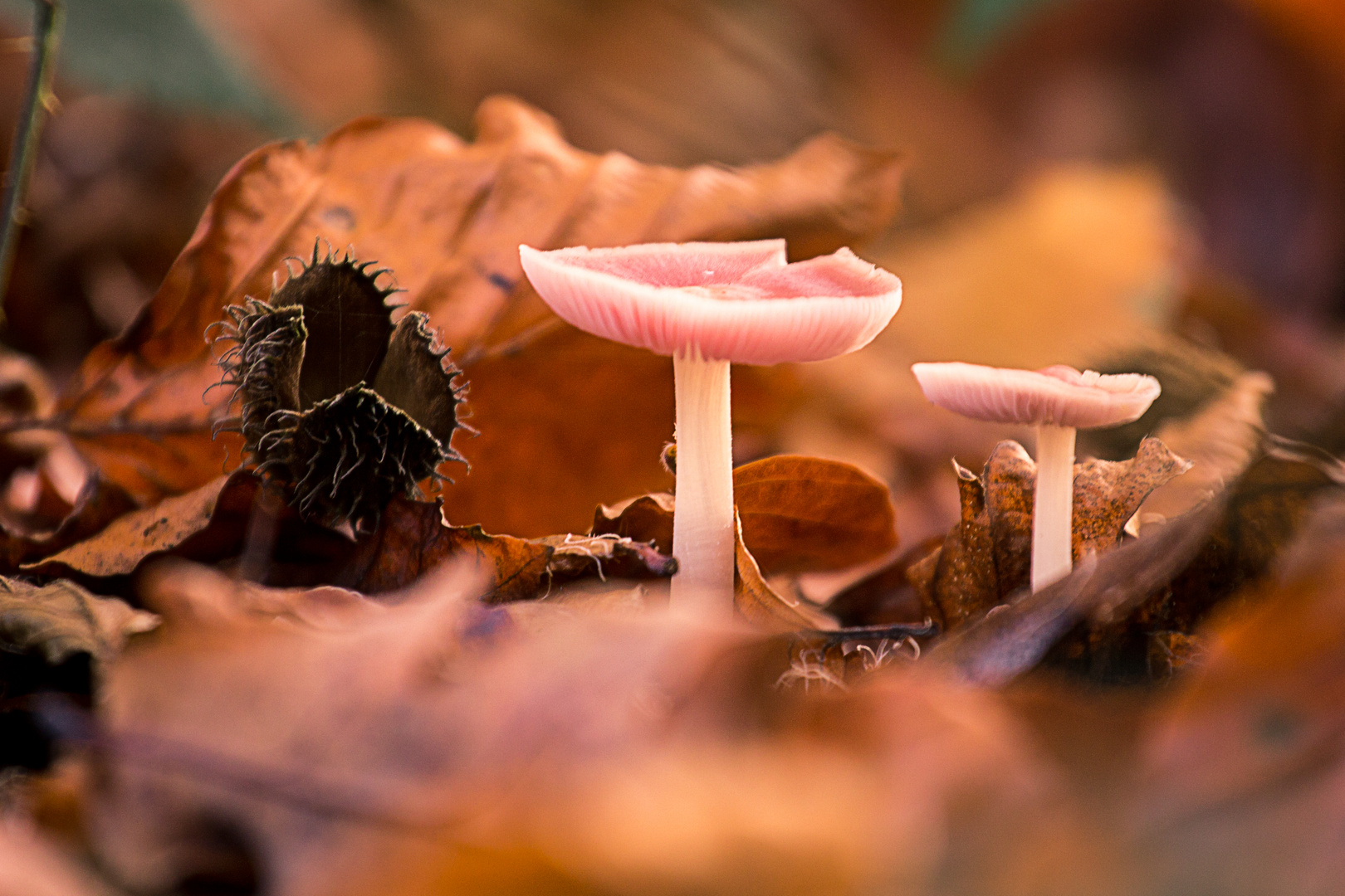 Herbstspaziergang