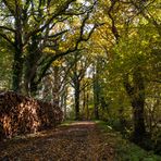 Herbstspaziergang