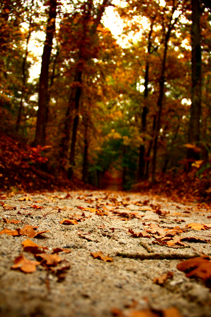 Herbstspaziergang