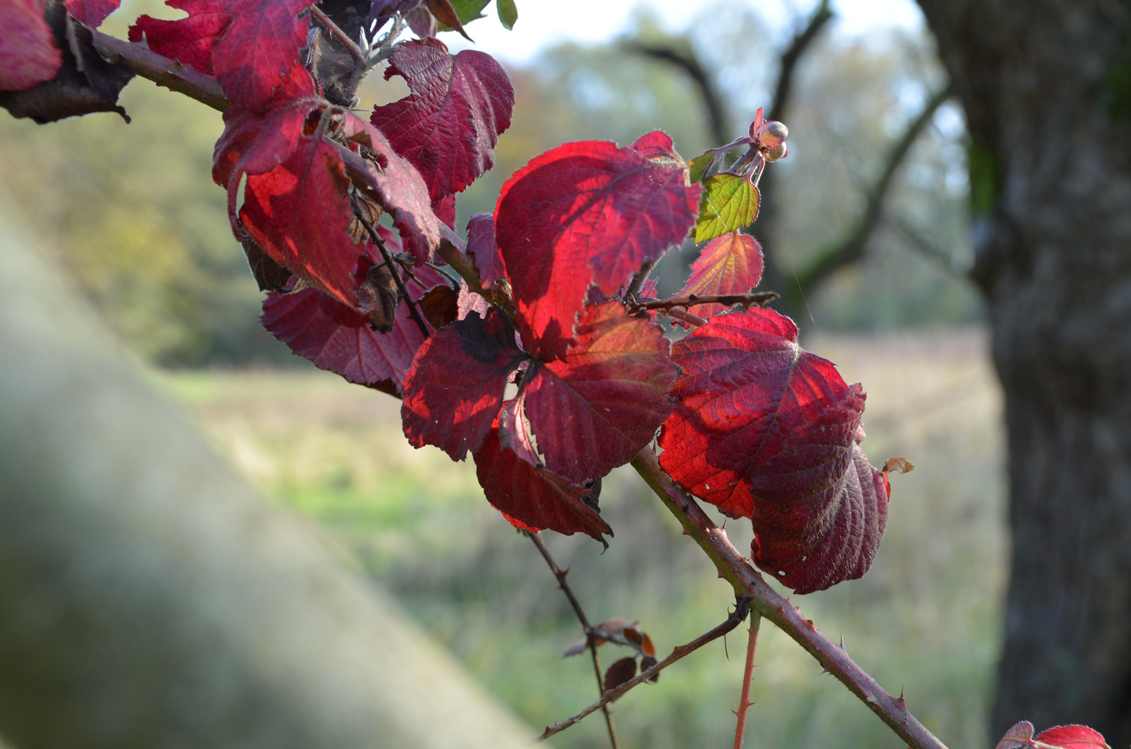 Herbstspaziergang