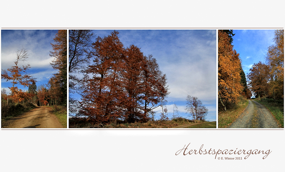 HERBSTSPAZIERGANG