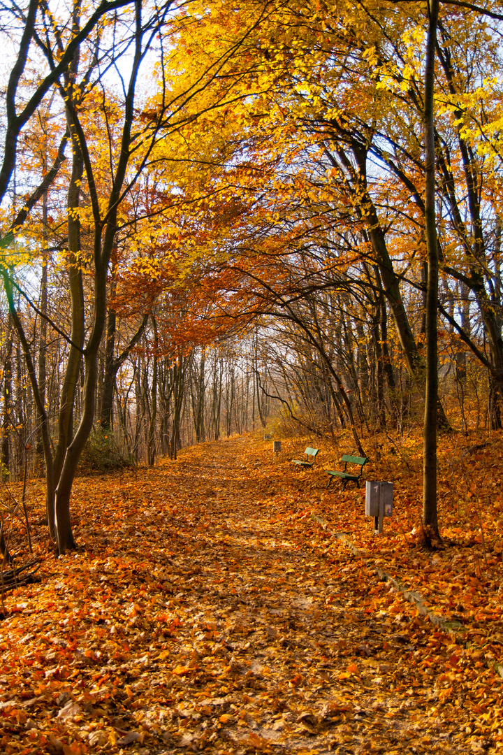 Herbstspaziergang