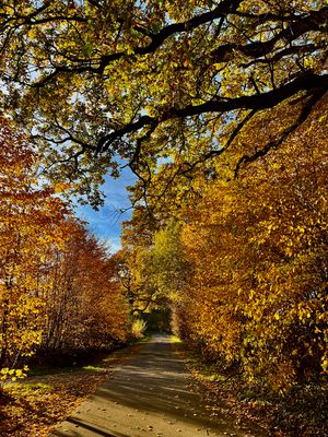 Herbstspaziergang am 6. Nov. 2025