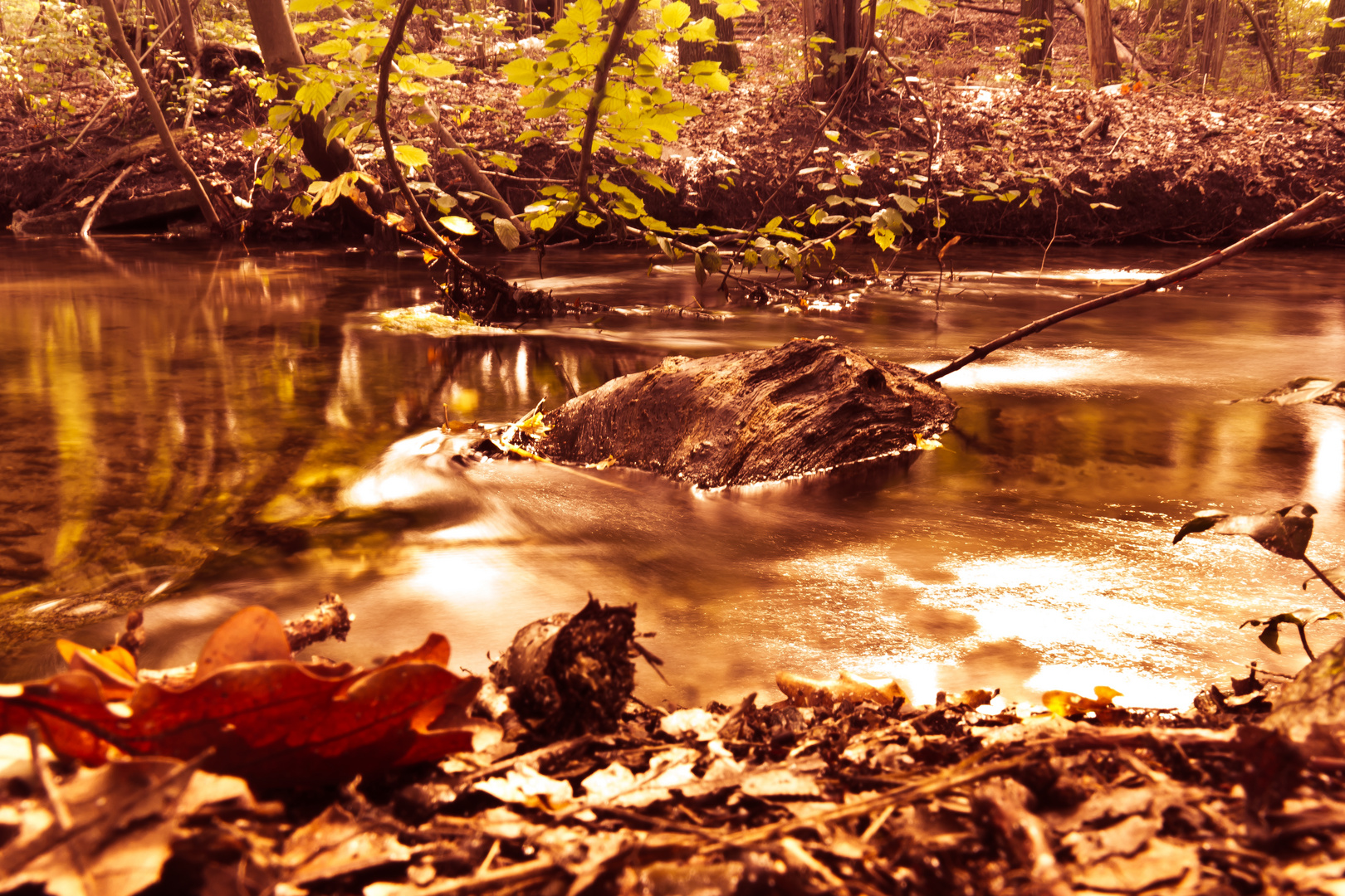 Herbstspaziergang am Bach