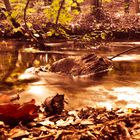 Herbstspaziergang am Bach