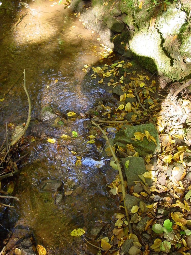 Herbstspaziergang am Bach ( Schattenspielerei )