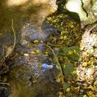 Herbstspaziergang am Bach ( Schattenspielerei )