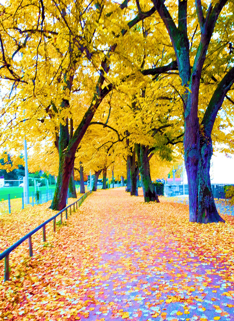 Herbstspaziergang am Bodensee