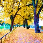 Herbstspaziergang am Bodensee