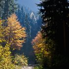 Herbstspaziergang am Dreiländereck