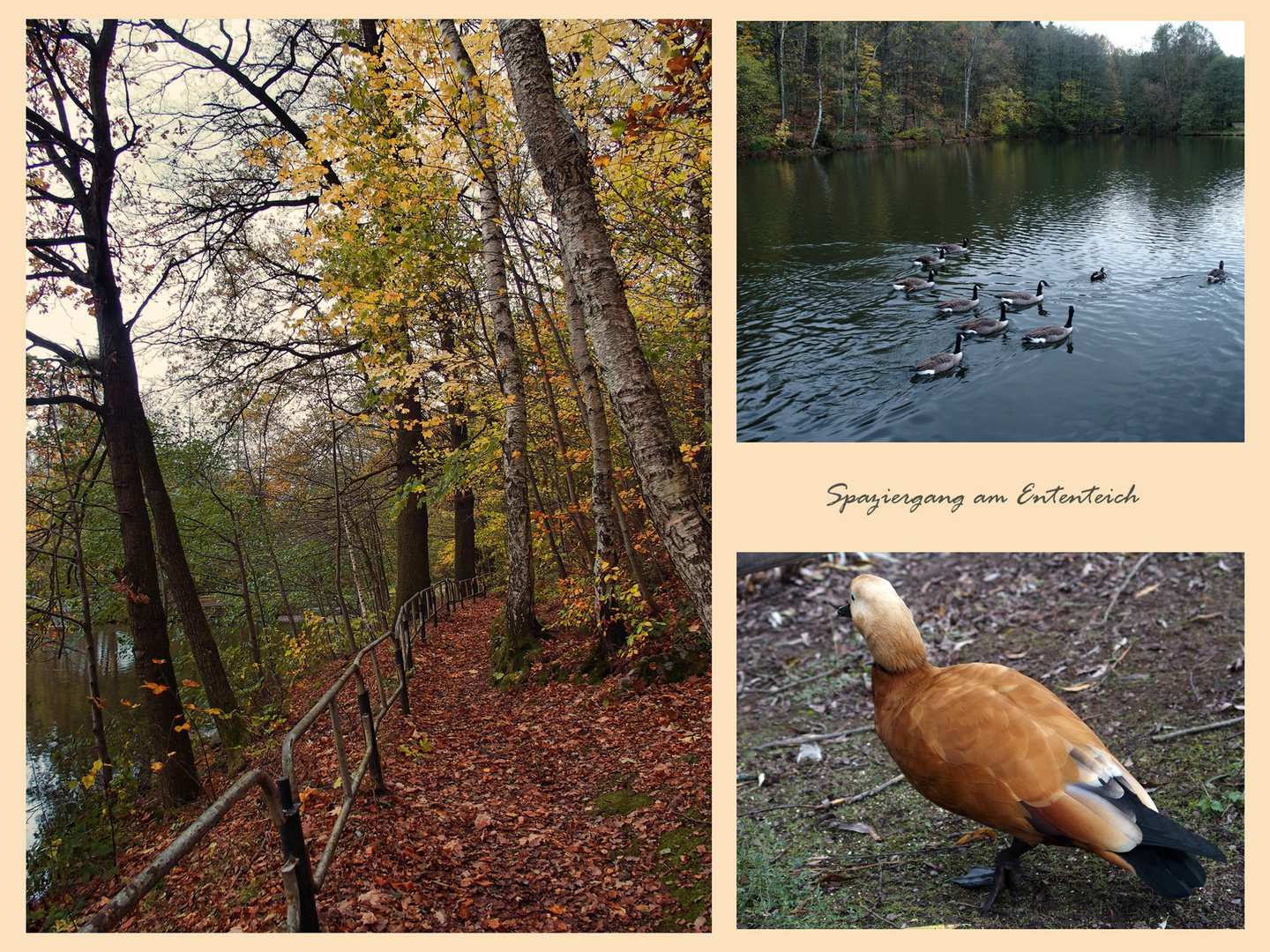 Herbstspaziergang am Ententeich