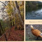 Herbstspaziergang am Ententeich